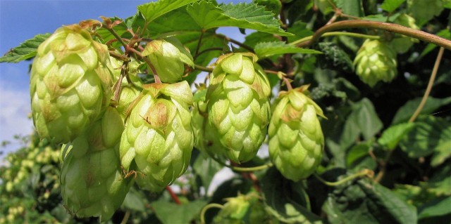 El lúpulo usado en la fabricación de la cerveza, podría disminuir los síntomas del climaterio.