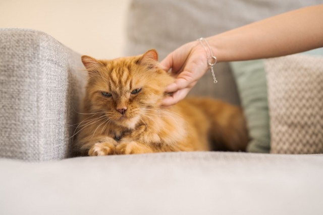Una mordedura o un arañazo de gato conllevan ciertos riesgos particulares y es común que se infecten. 