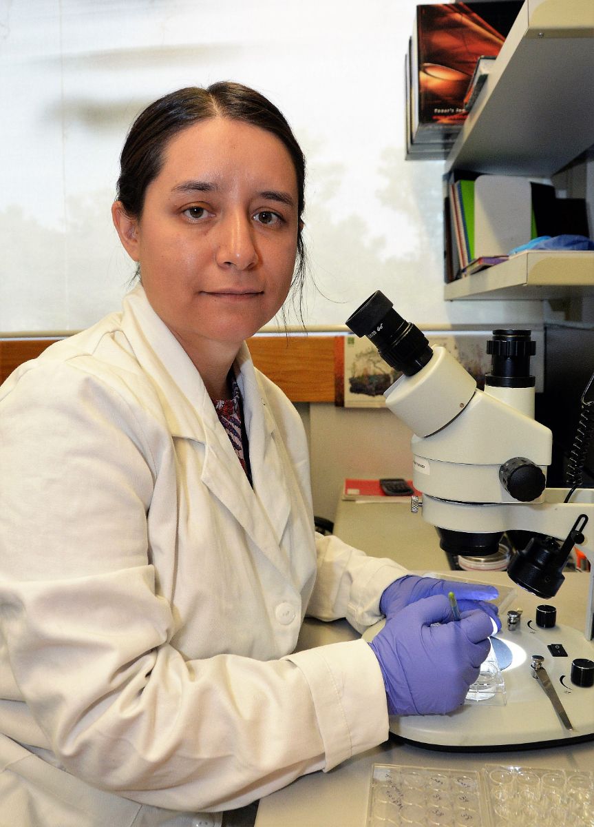 Lucía Mendoza Viveros, del IIBm de la UNAM, analiza la relación entre los relojes biológicos y el metabolismo, y cómo se producen patologías cuando no están sincronizados 