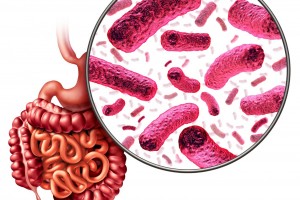 Bacterias en la digestión