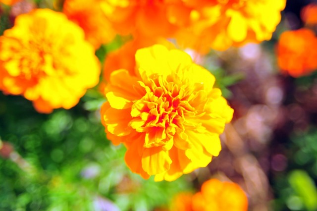Cempasúchil, la aromática flor mexicana símbolo de los días santos también  tiene propiedades medicinales - Plenilunia