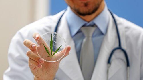 investigador sostiene petris con hoja de cannabis