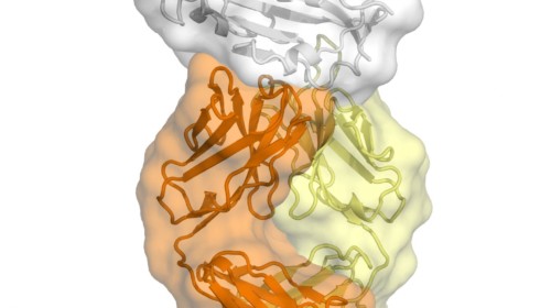 Ilustración de anticuerpo CR3022 unido al SARS2-CoV-2