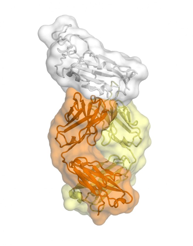 Ilustración de anticuerpo CR3022 unido al SARS2-CoV-2