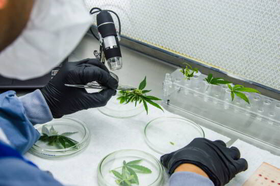 Laboratorio de Ikänik-Pideka en Colombia donde cultivan indoor cannabis grado farmacéutico. 