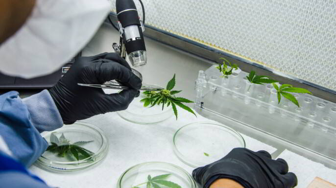 Laboratorio de Ikänik-Pideka en Colombia donde cultivan indoor cannabis grado farmacéutico.