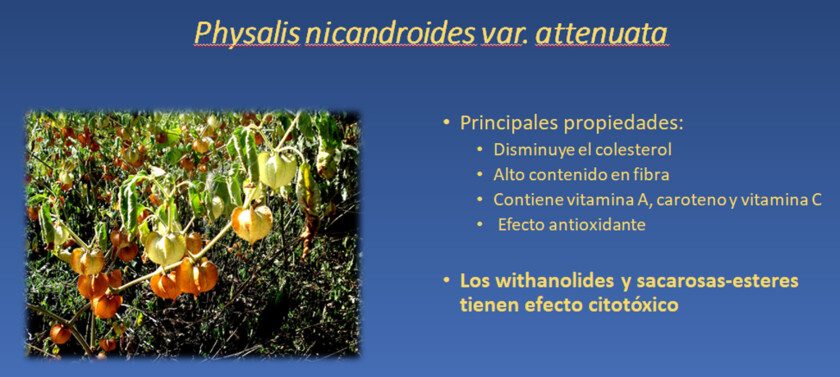 Diapositiva de la planta Physalis nicandroides