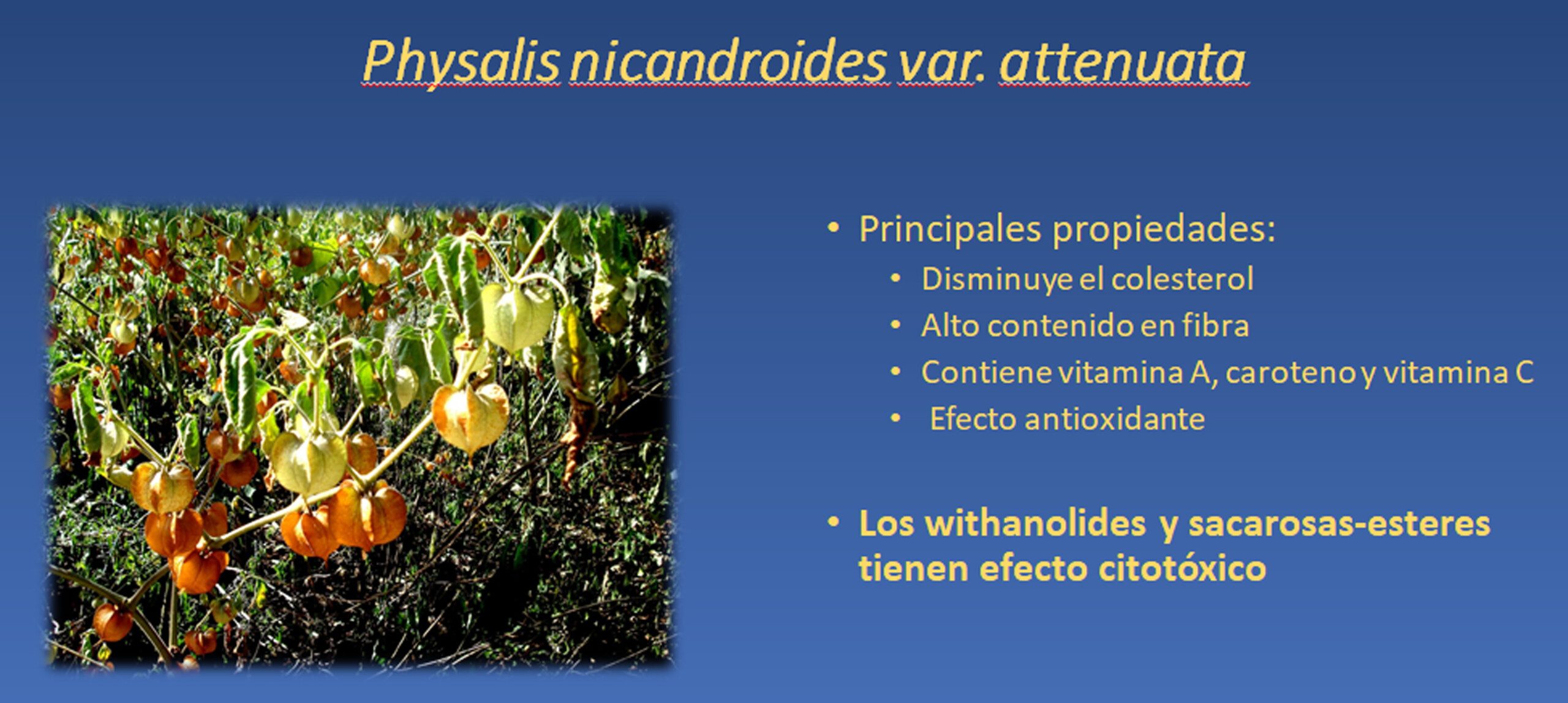 Diapositiva de la planta Physalis nicandroides