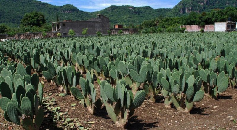 Cultivo de nopal