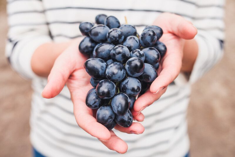 Manos femeninas sosteniendo racimo de uvas negras frescas