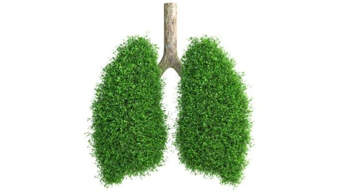 El en forma de pulmón humano