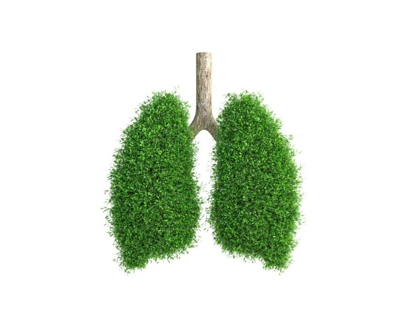 El en forma de pulmón humano