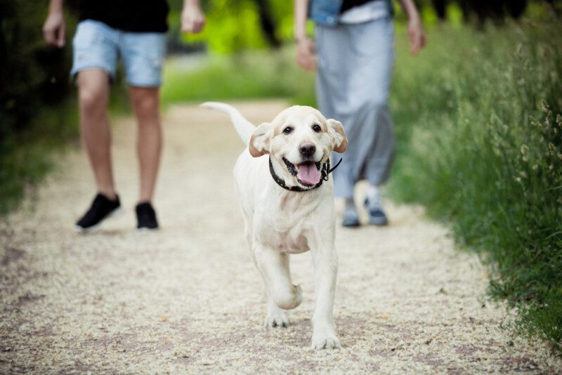 paseos con hermosa mascota