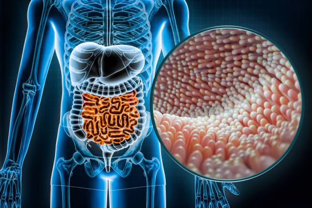 microbiota intestinal