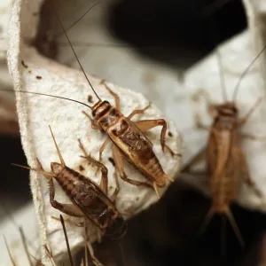 House cricket (Acheta domestica) on egg pack. Wild life animal.